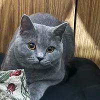 МД