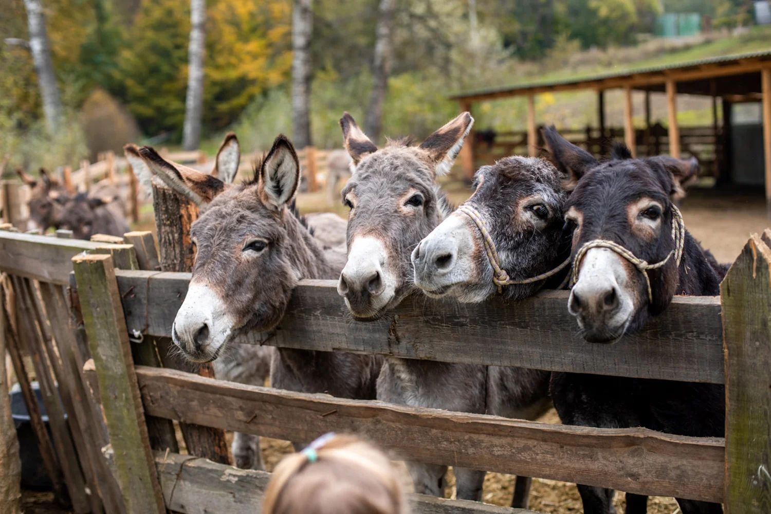 віслюкова ферма та парк Київська Русь