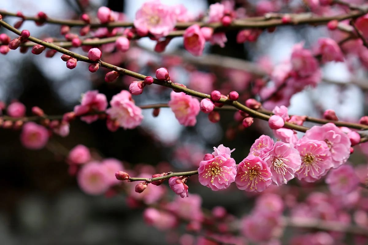 Острів Сакури та Буцький каньйон