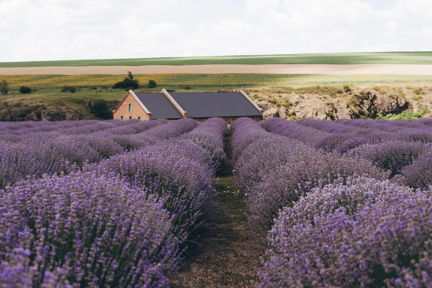 Insta-Voyage:  Лаванда та Коні