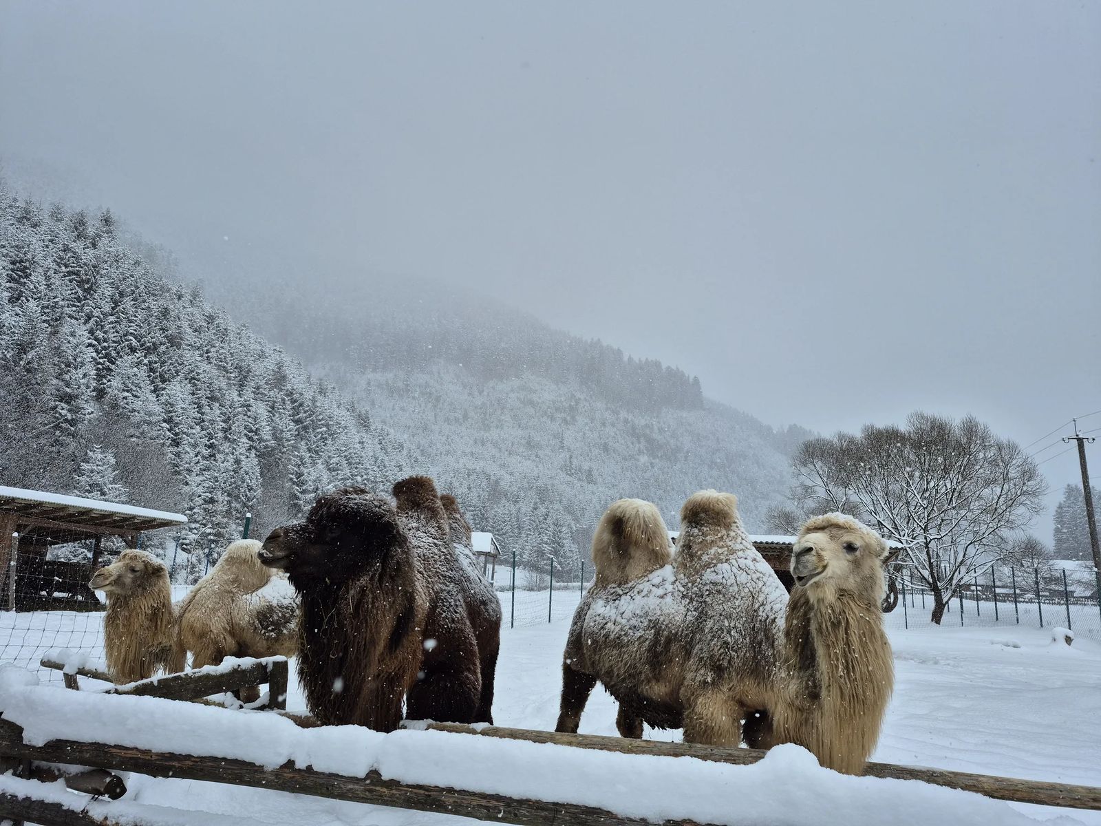 Закарпаття 4 дні