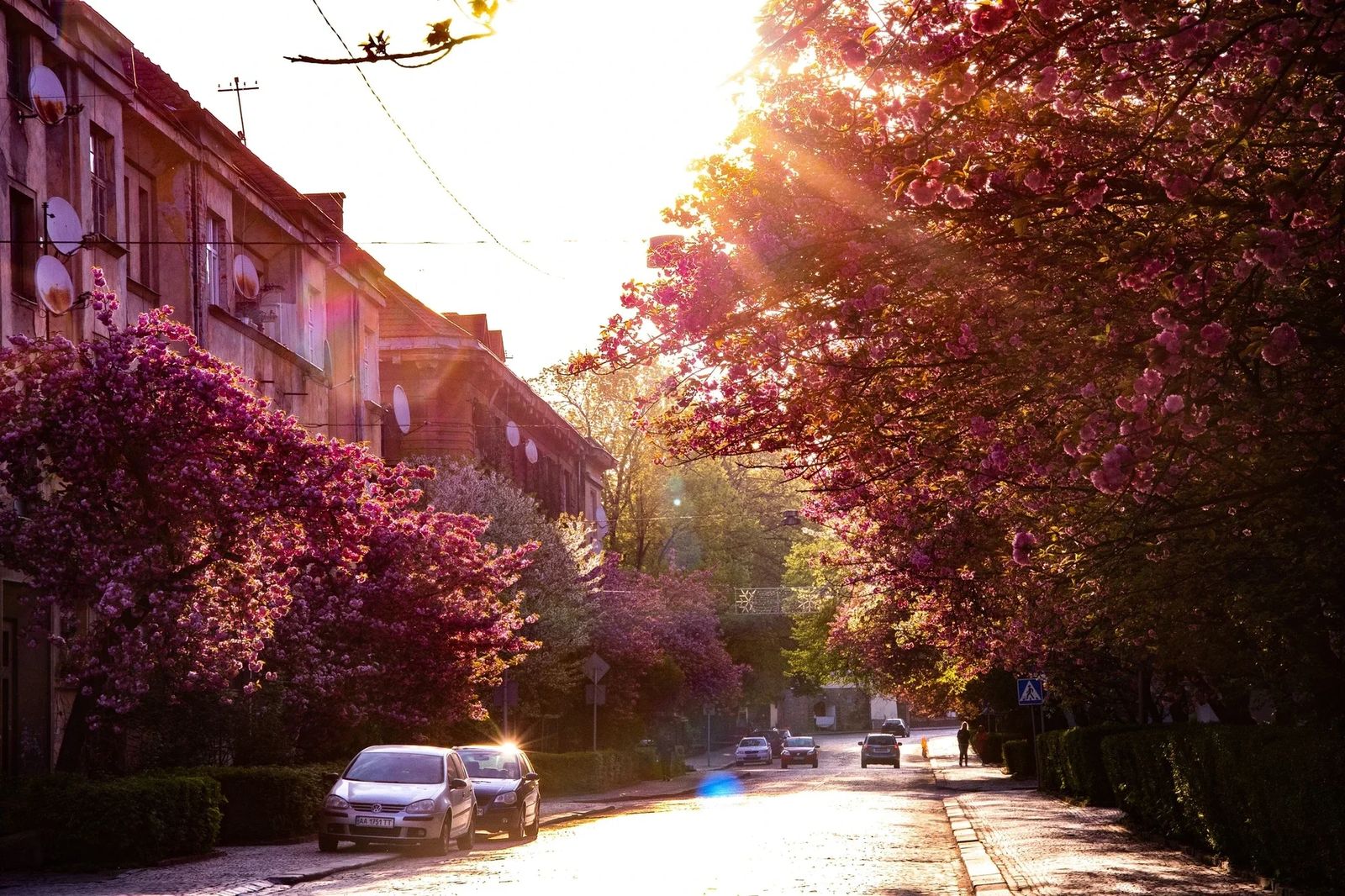 Сакури в Ужгороді та Мукачеві+терми