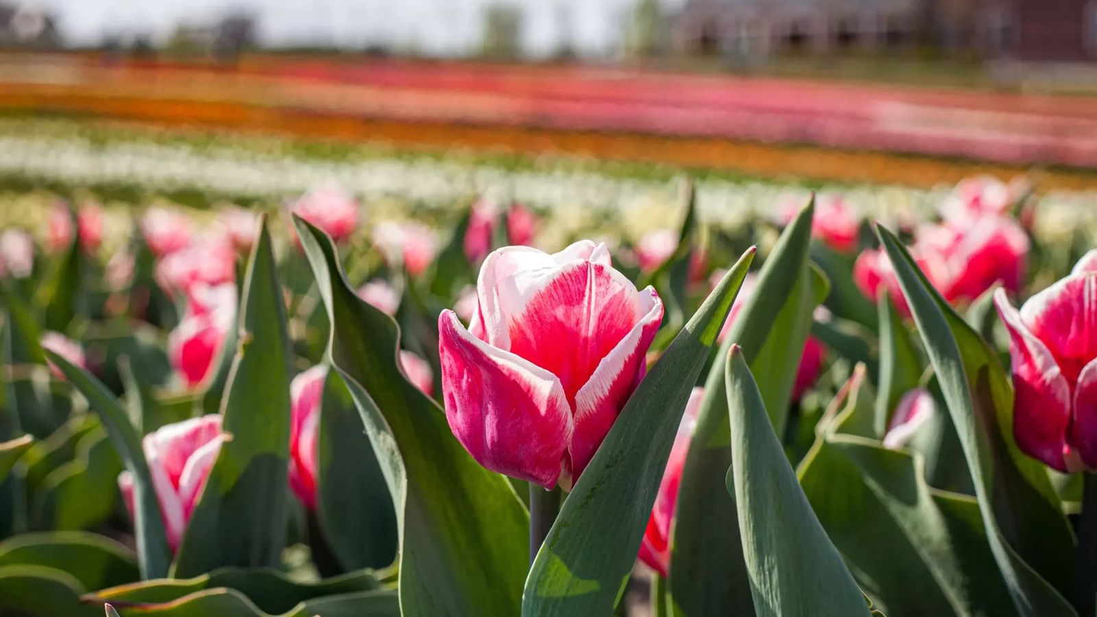 Тюльпани і тунель кохання Тюльпани і тунель кохання