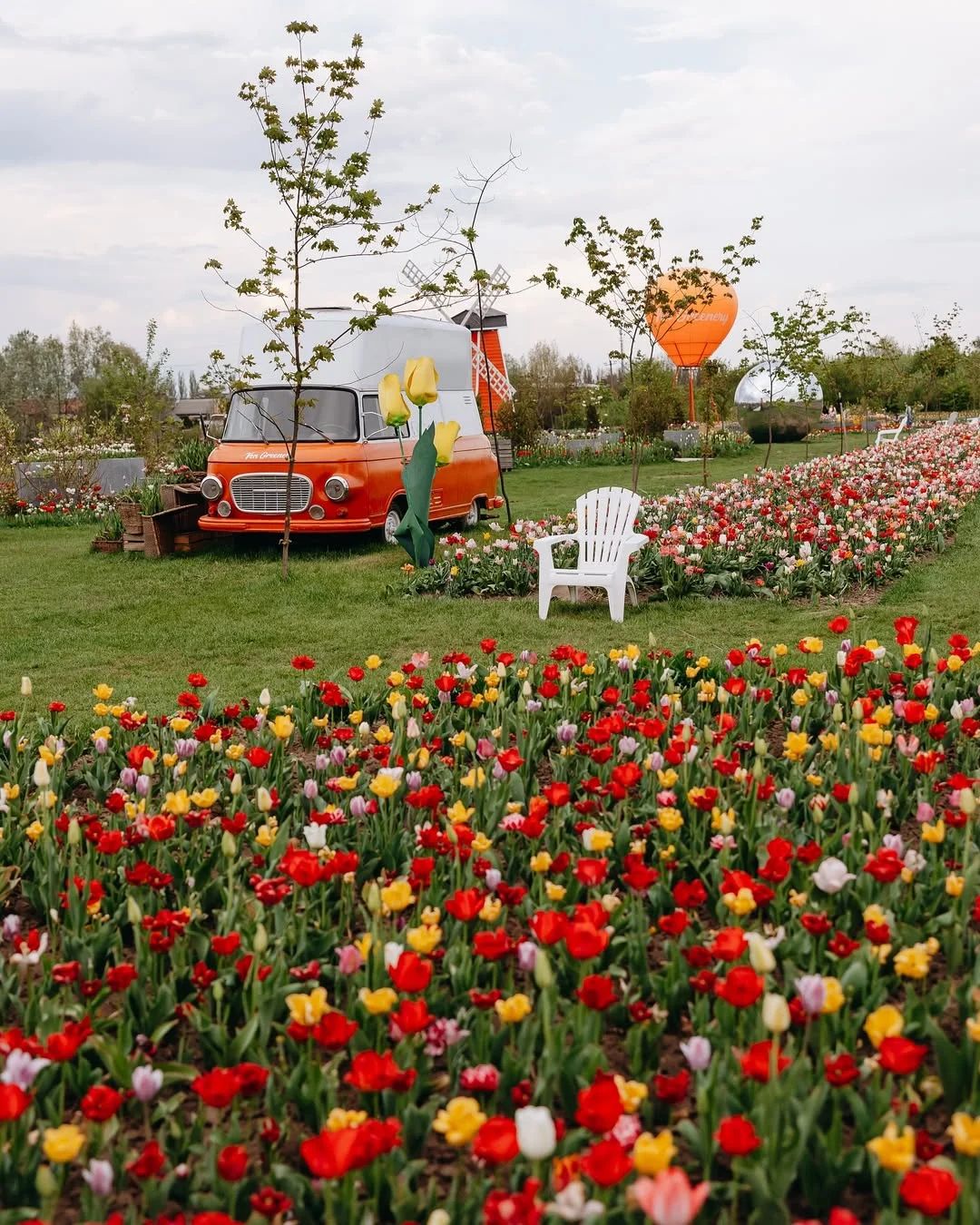 Тюльпановий настрій Чернівців🌷
