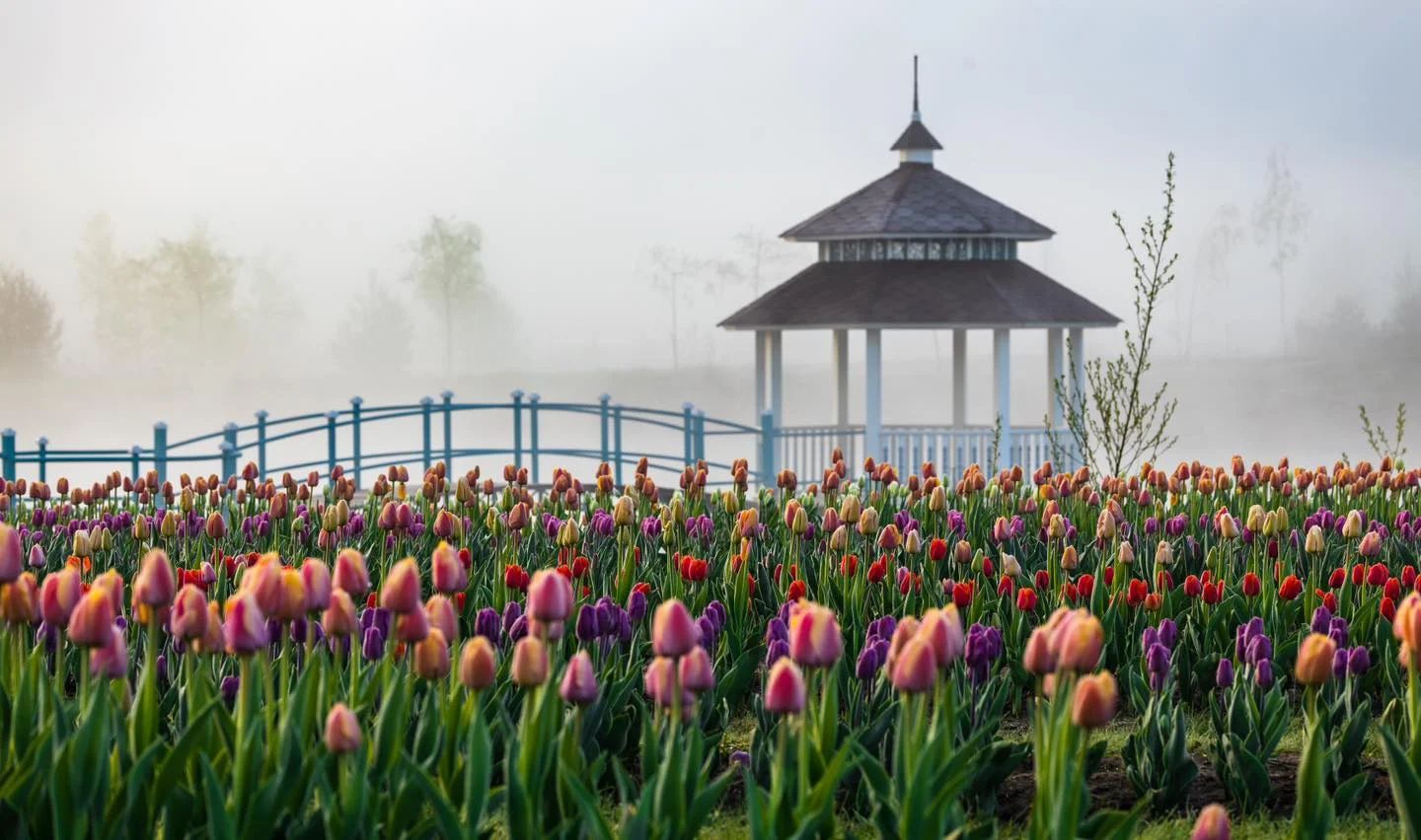 Межигір'я та тюльпанове поле