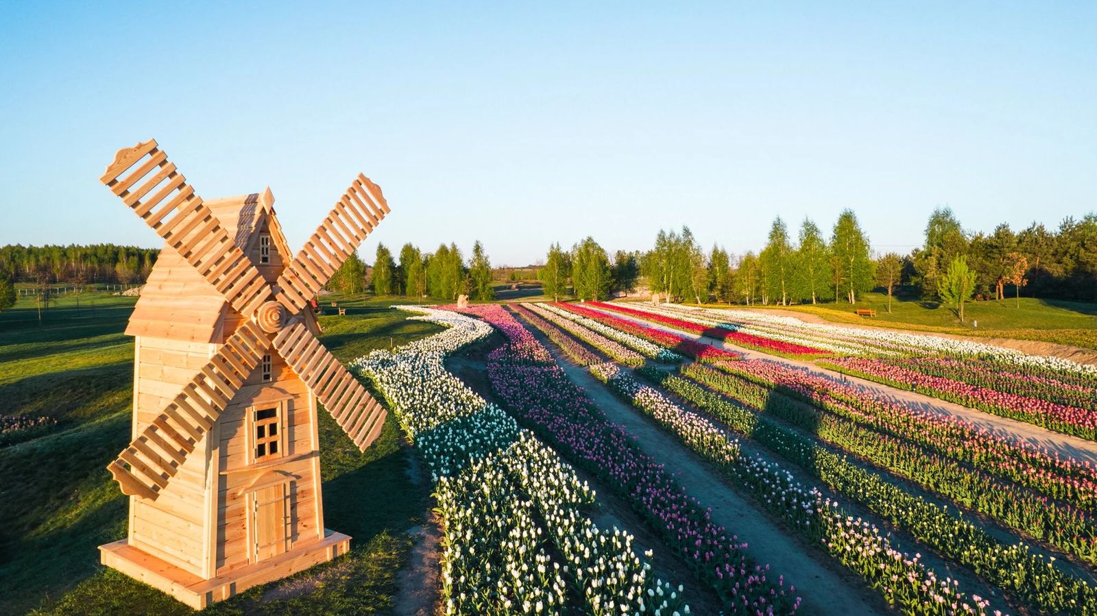 Сезон тюльпанів та медові напої