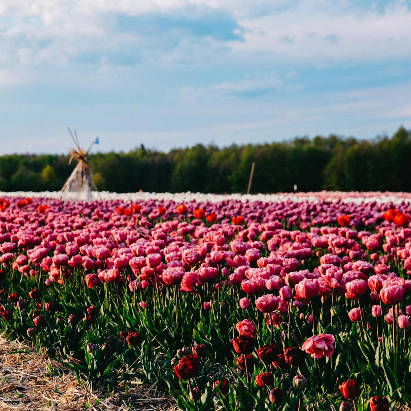 Волинська Голландія Волинська Голландія