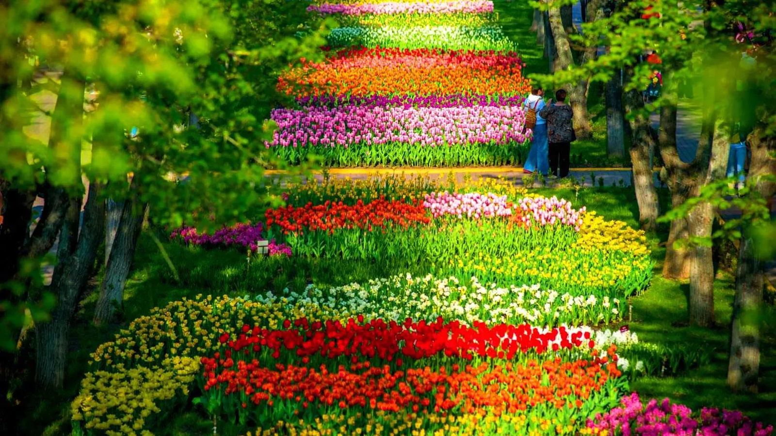Фестиваль тюльпанів
