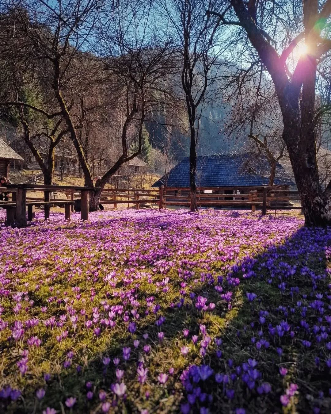 На 3 дні до Закарпаття , харчування включено.