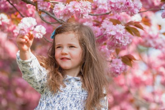 Цвітіння сакур в Закарпатті. Термальні води, дегустації та краєвиди. Цвітіння сакур в Закарпатті. Термальні води, дегустації та краєвиди.