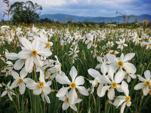 Цвітіння нарцисів! Гори, терми та дегустації
