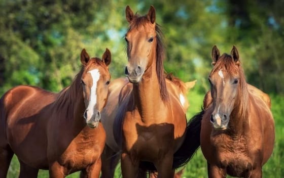 коні та парк Київська Русь