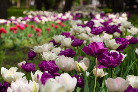 + Світ дзеркальних ілюзій + Світ дзеркальних ілюзій