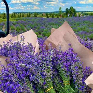 Симфонія лаванди і золото Сікери