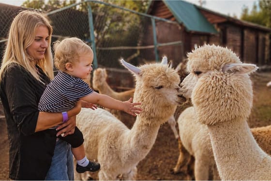 Рівень-Оствиця-Alpaca Home Рівень-Оствиця-Alpaca Home