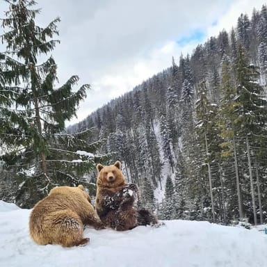 Закарпаття 4 дні з харчуванням.