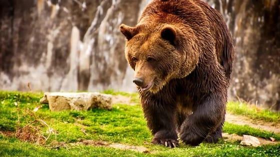 Меджибіж. Аквапарк. Ведмеді