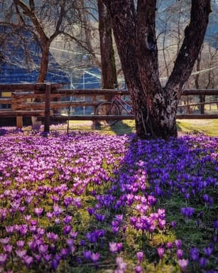На 3 дні до Закарпаття , харчування включено.