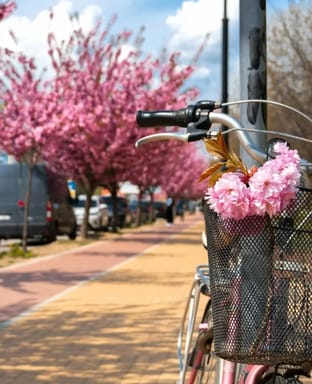 Сакури в Ужгороді та Мукачеві+терми Сакури в Ужгороді та Мукачеві+терми