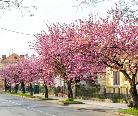 На 3 дні до Закарпаття . Цвітіння сакур та оз Синевир