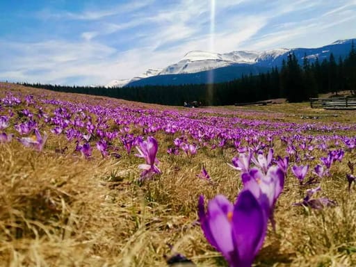 Три дні в Карпатах.Буковель