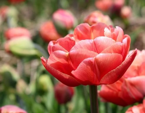 Тюльпани і тунель кохання Тюльпани і тунель кохання