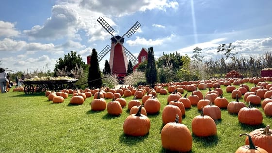 Гарбузики та Чернівці 🎃