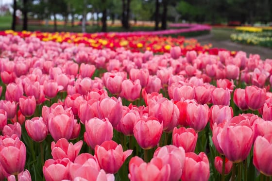 Межигір'я та тюльпанове поле