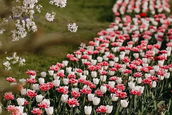 Подорож у квітучі Чернівці