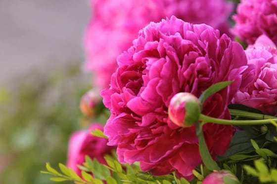 Там де цвітуть півонії