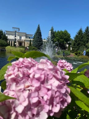 Фотограф + Межигір'я&лаванда, петунія та гортензія