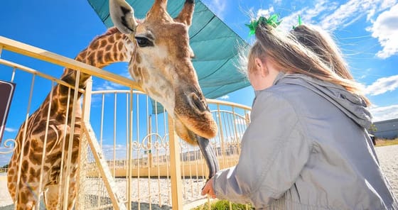 сімейний вихідний сімейний вихідний