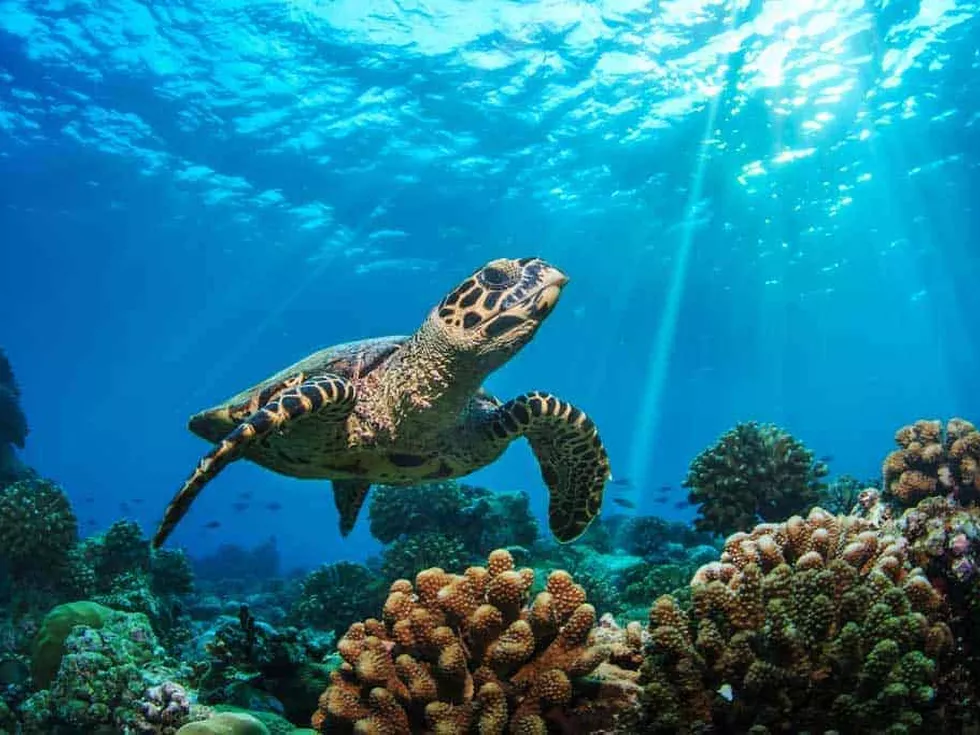 travel program image