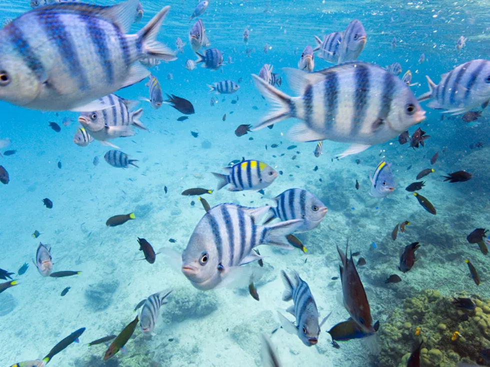 travel program image