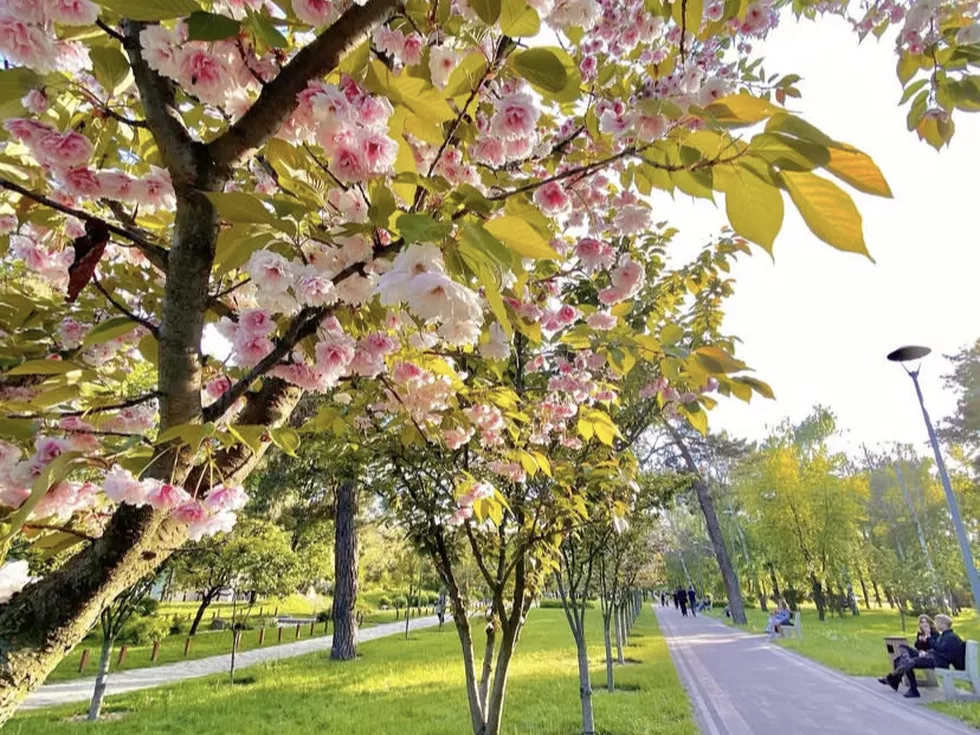travel program image