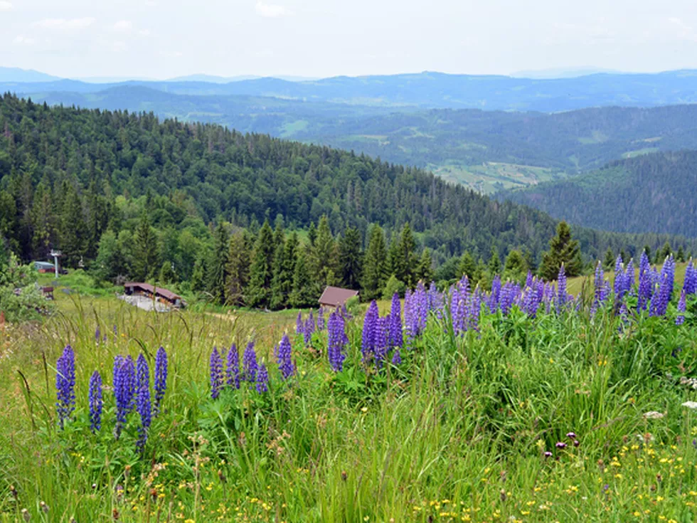 travel program image
