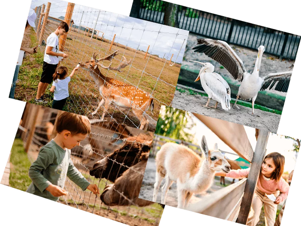 travel program image