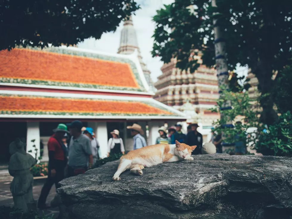 travel program image