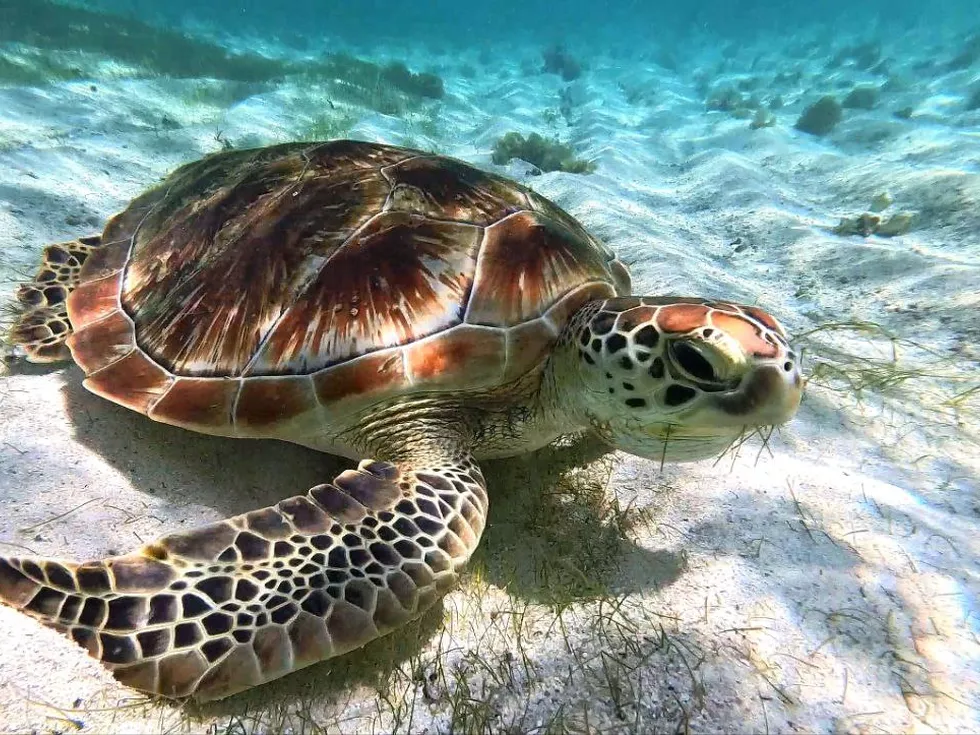 travel program image