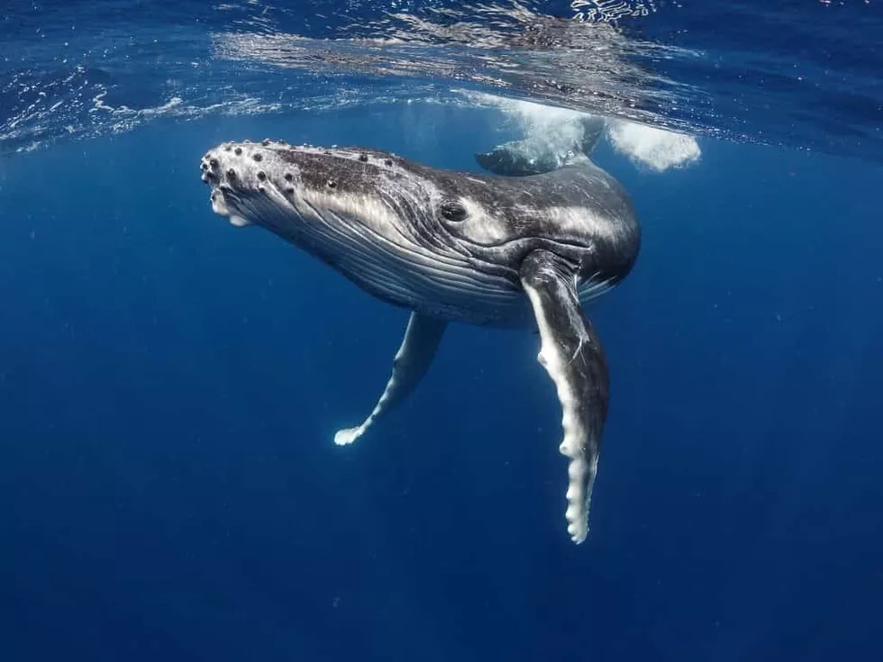 travel program image