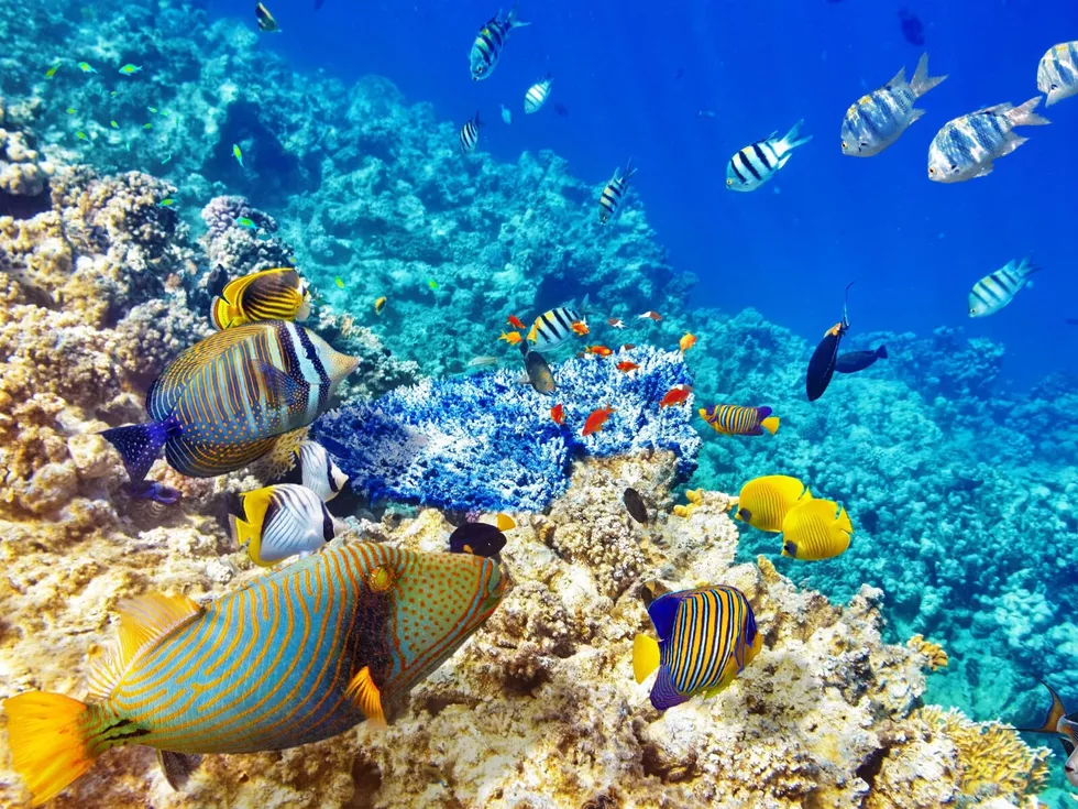 travel program image