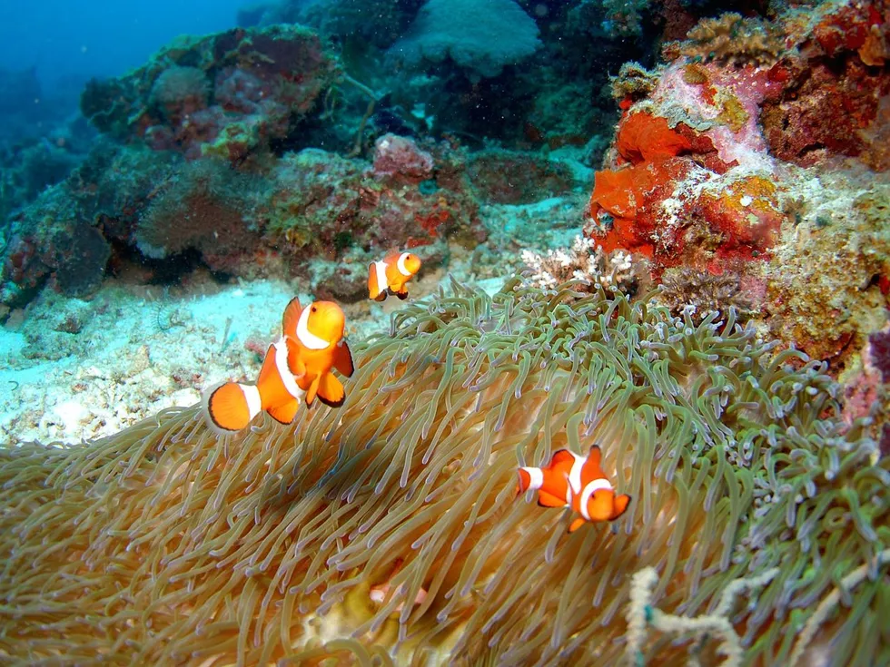 travel program image