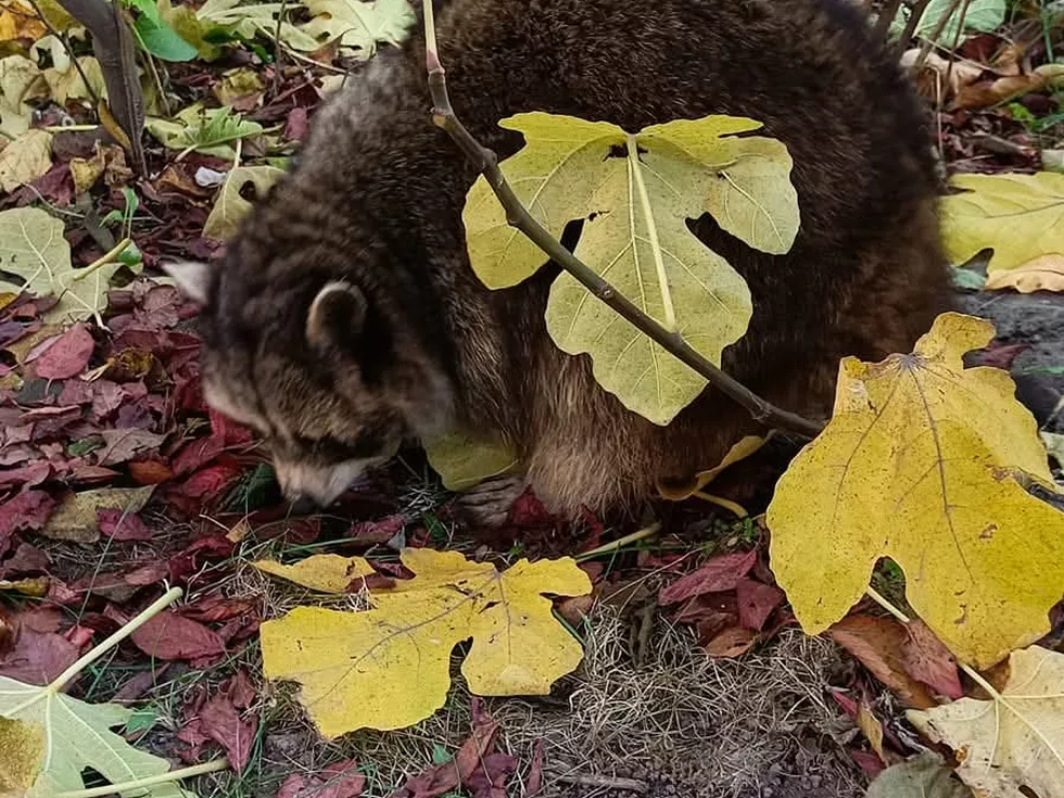 travel program image