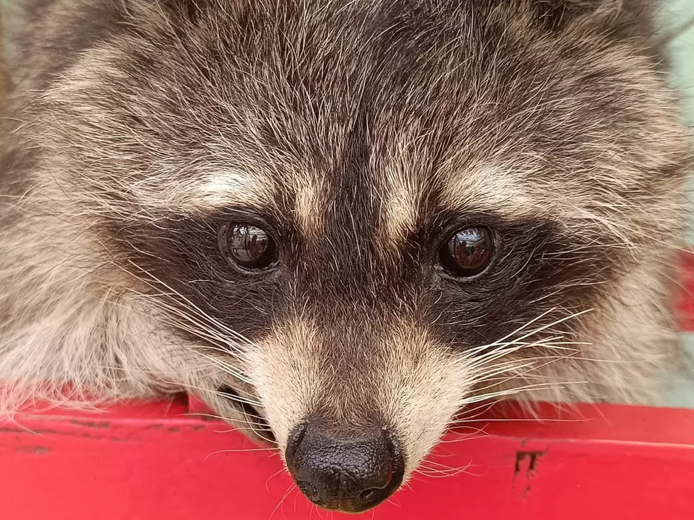 travel program image