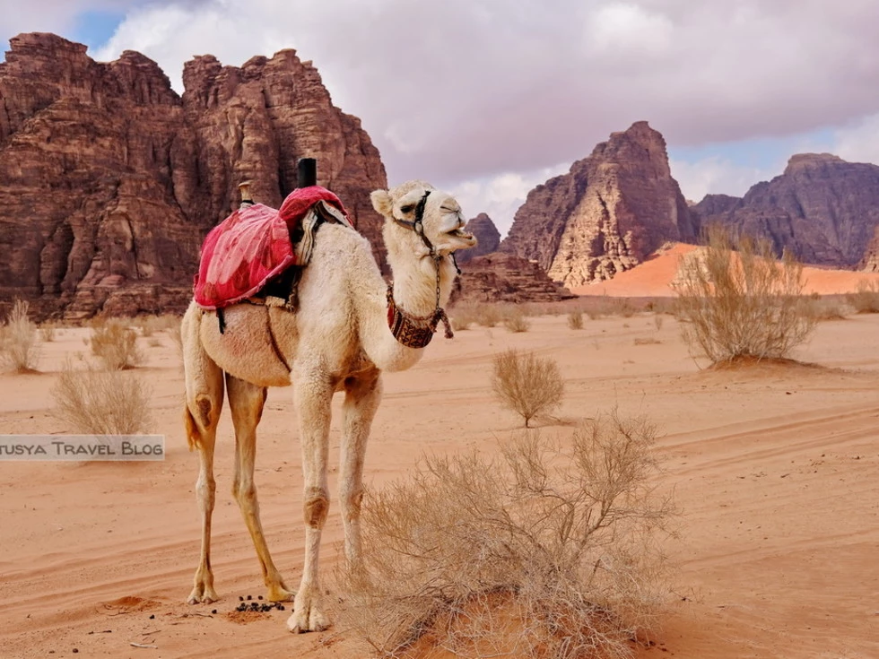 travel program image