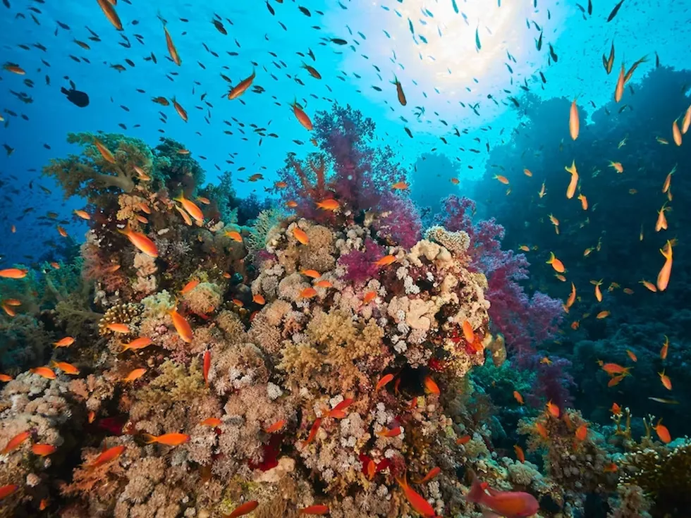 travel program image