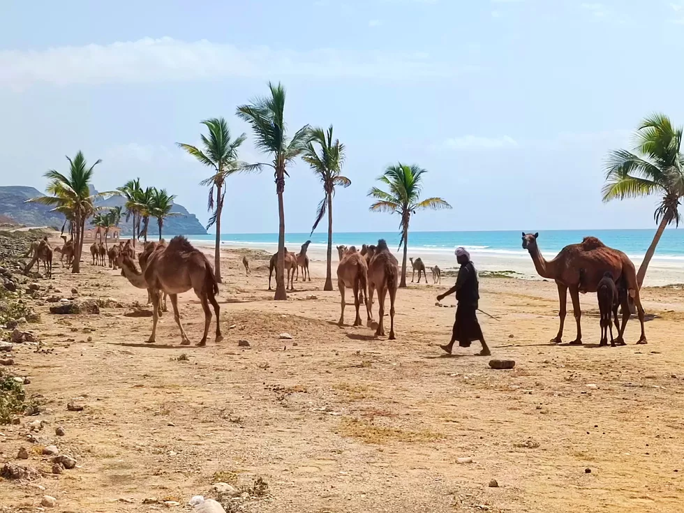 travel program image