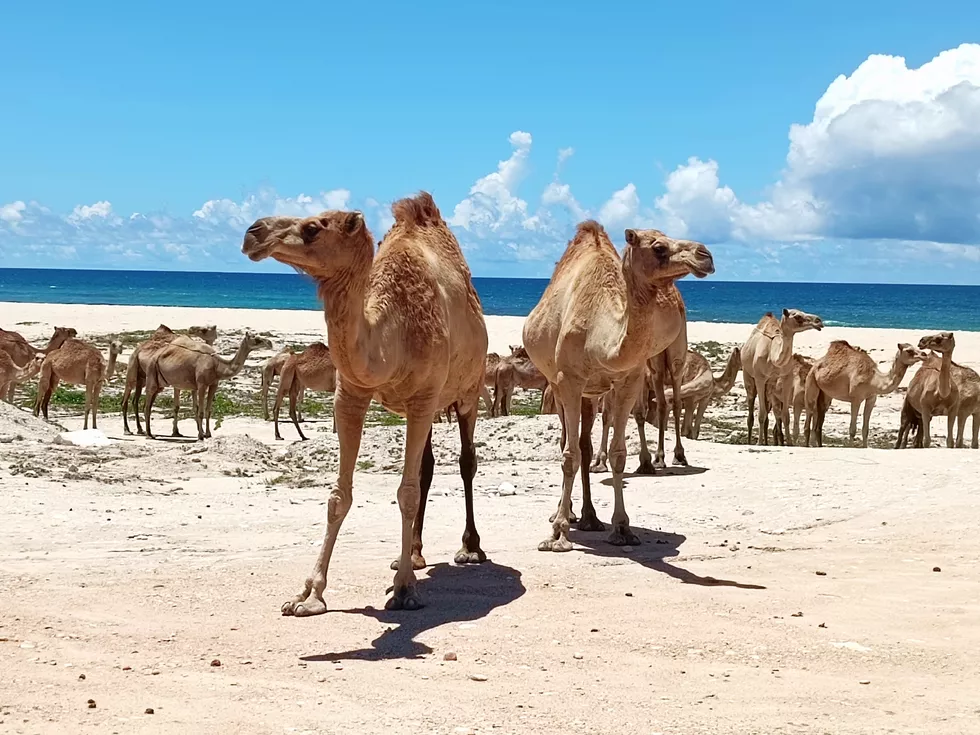 travel program image