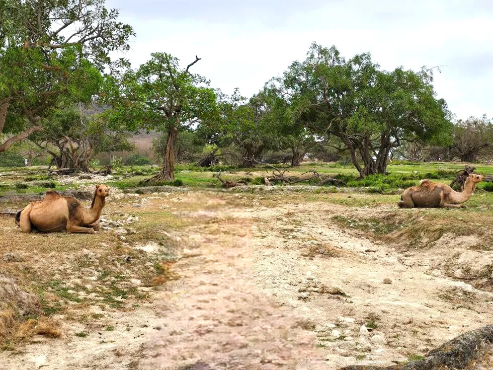 travel program image