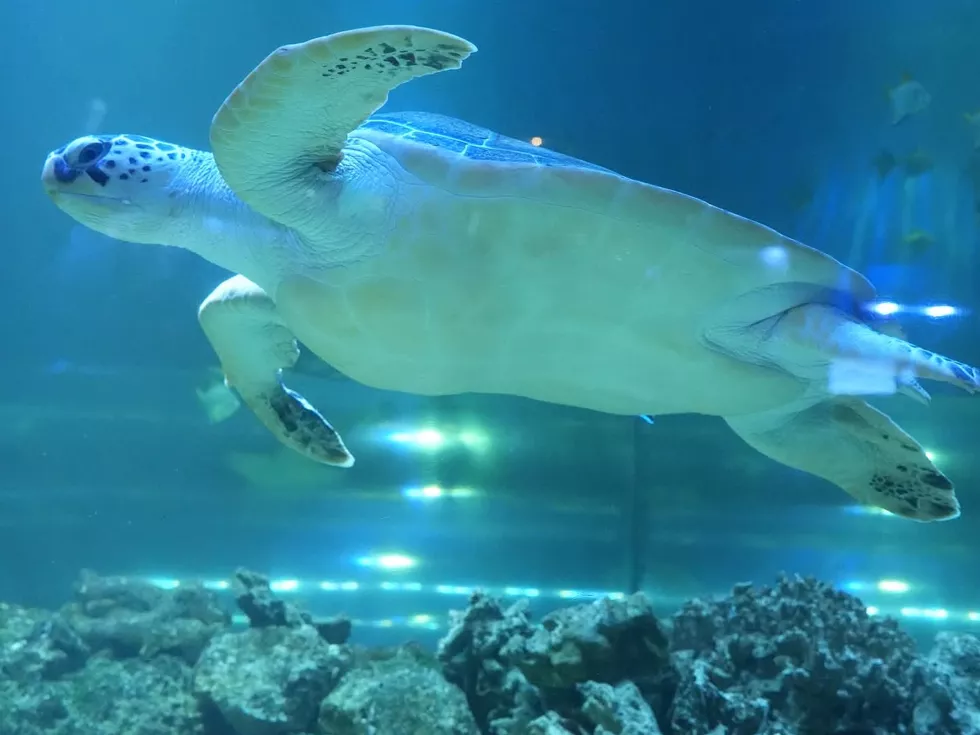 travel program image